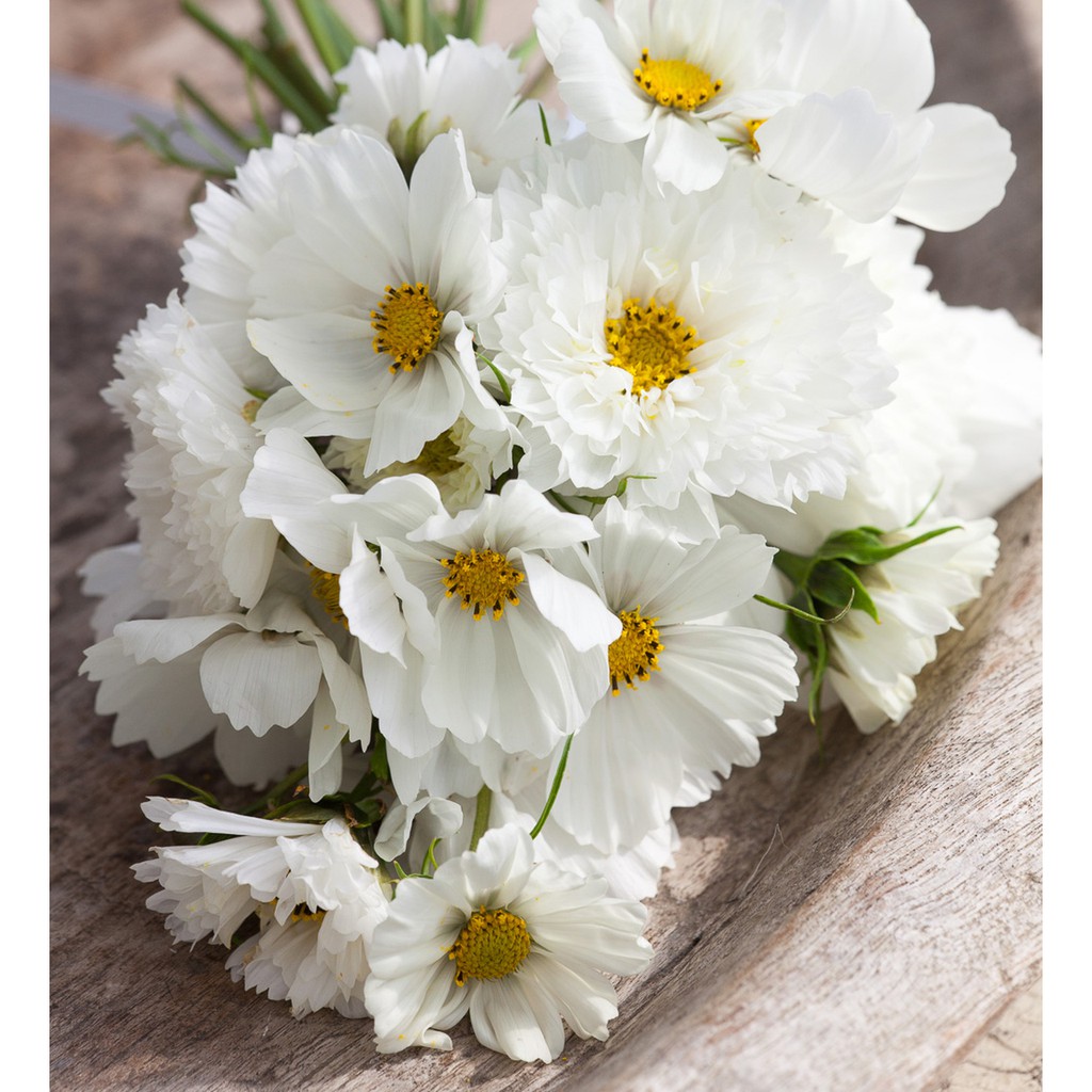 Benih Bibit Biji - Bunga Cosmos Psyche White Cosmos Cupcake White Flower Seeds - IMPORT