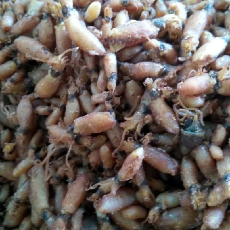 

baby cumi fres size dari 0-5cm 145000 1kilo