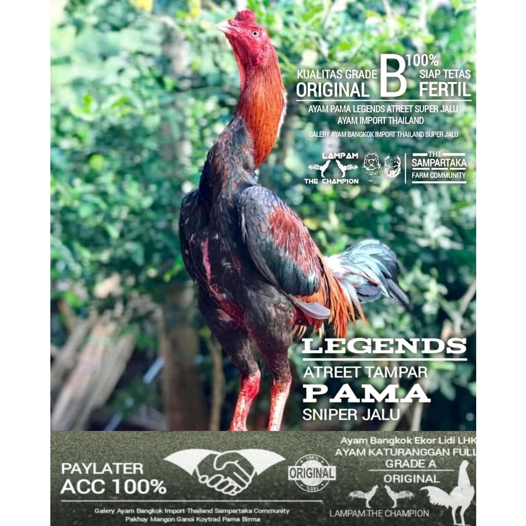 telur ayam bangkok pama saigon kualitas grade B ORI