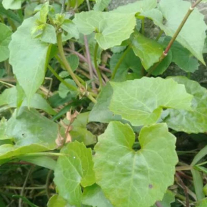 

daun sembung rambat500grm