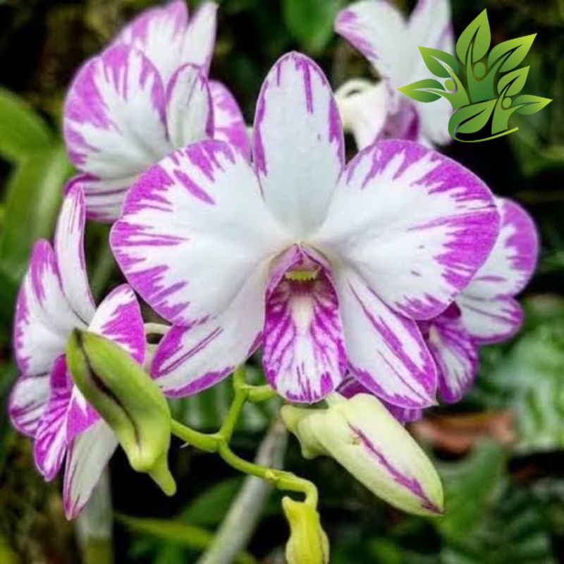 dendrobium enobi  (anggrek mini) ( anggrek Orchidaceae DENDROBIUM )