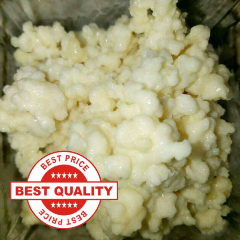 BIBIT KEFIR GRAIN [50 GR]