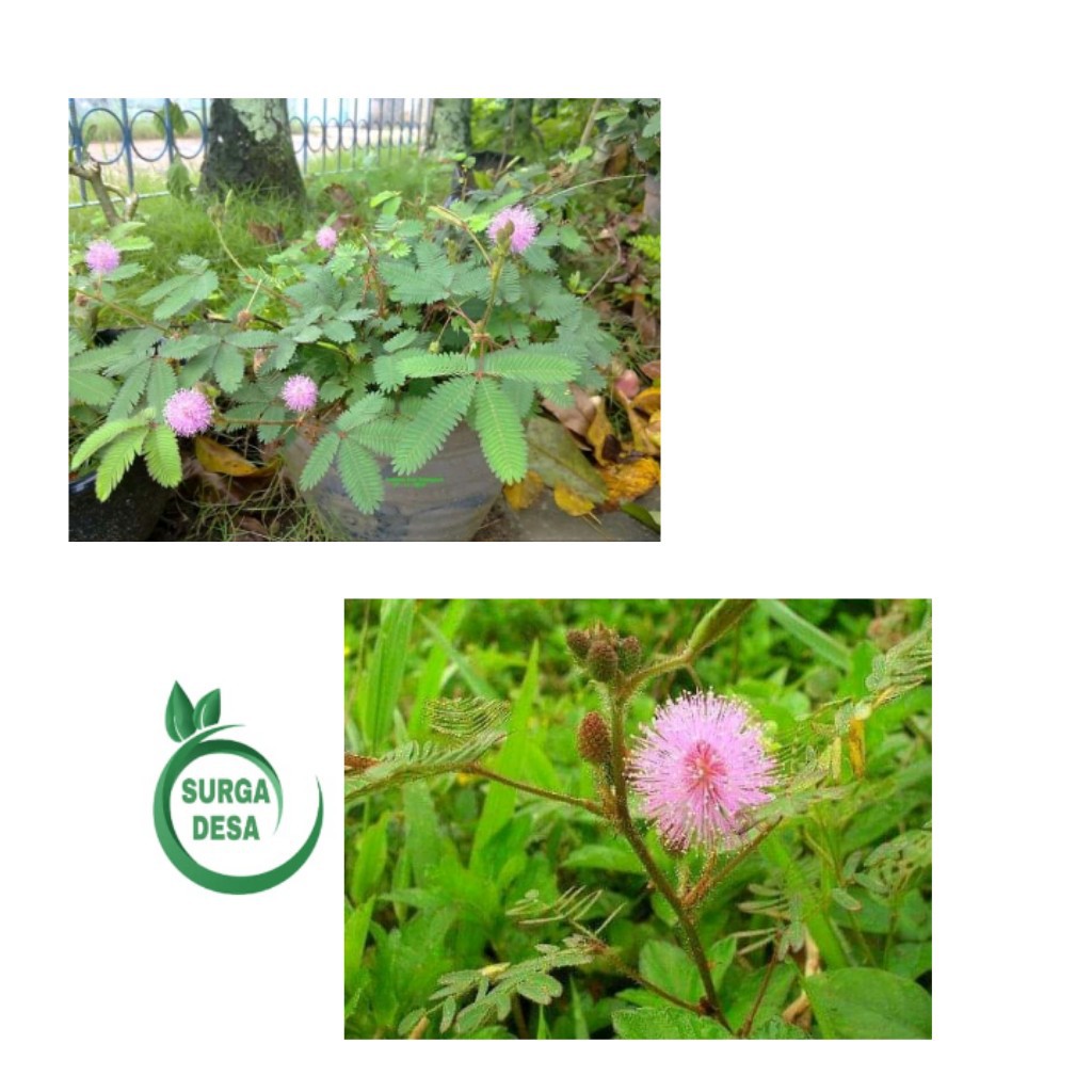 

daun putri malu segar 500 grm tanaman putrimalu segar 500 grm