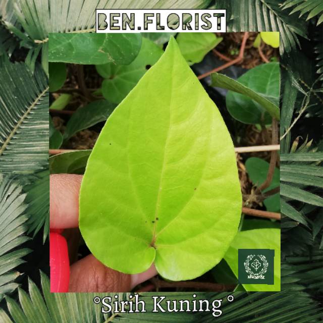Bibit Sirih Kuning / sirih nginang