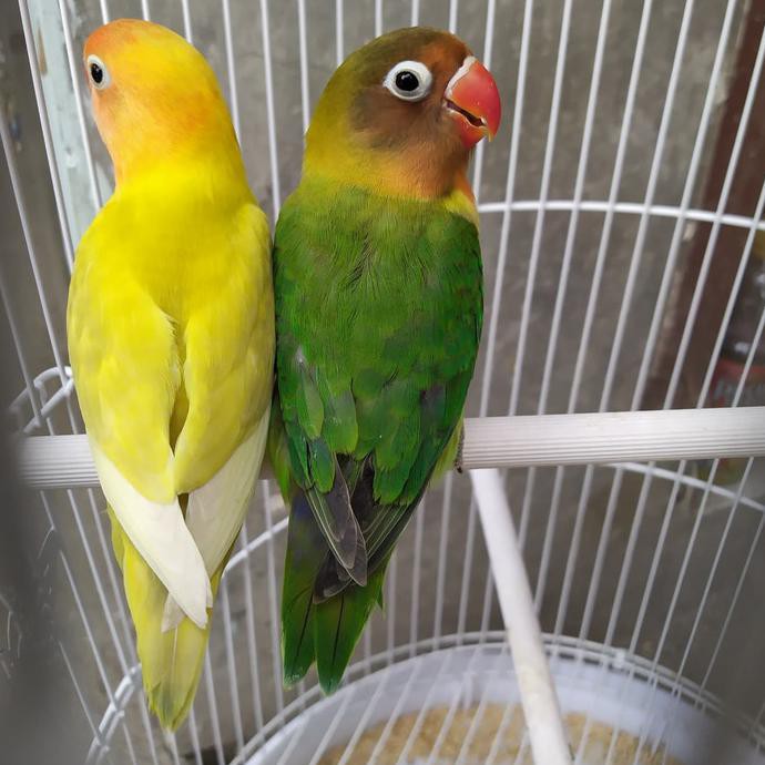 Burung Lovebird | Lakbet Sepasang Paud | Josan x Paskun