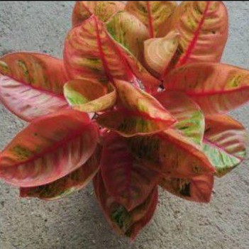 tanaman hias bonggol aglonema romantic love