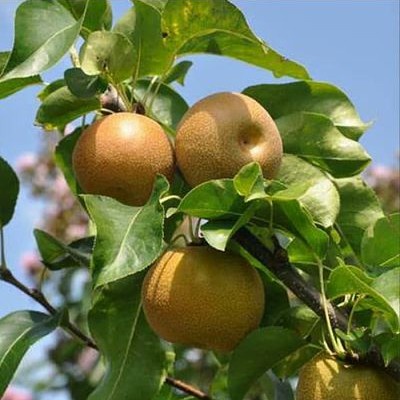 Bibit Tanaman Buah Pear Coklat Cangkok