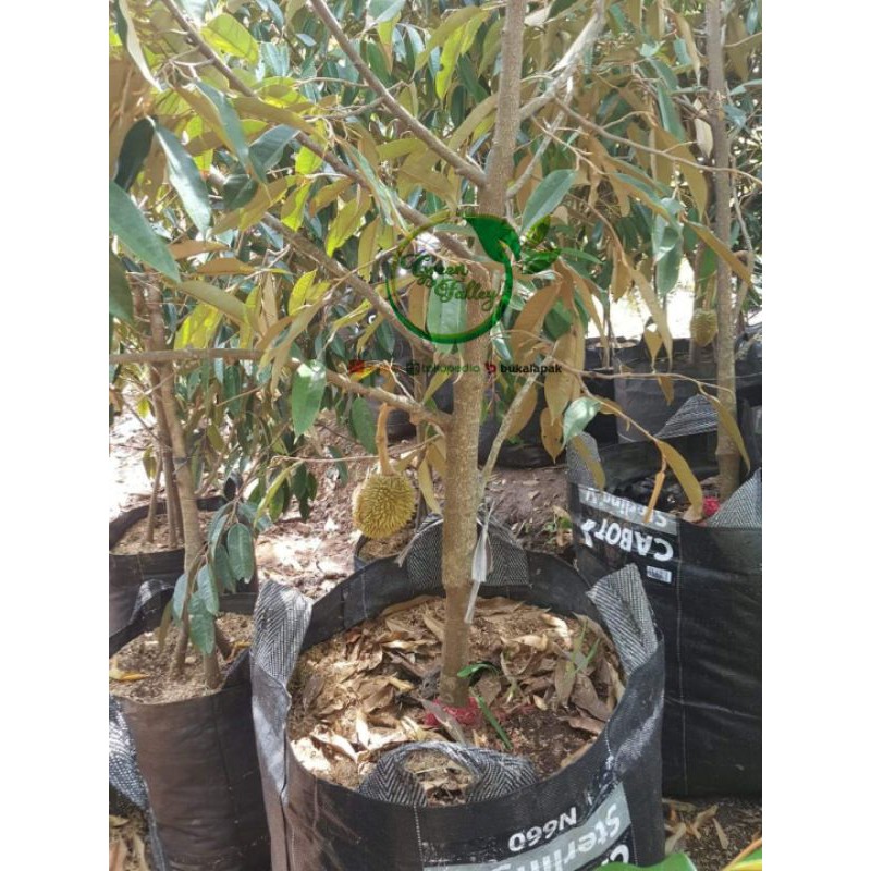 Planter Bag 60x 60 / 150liter