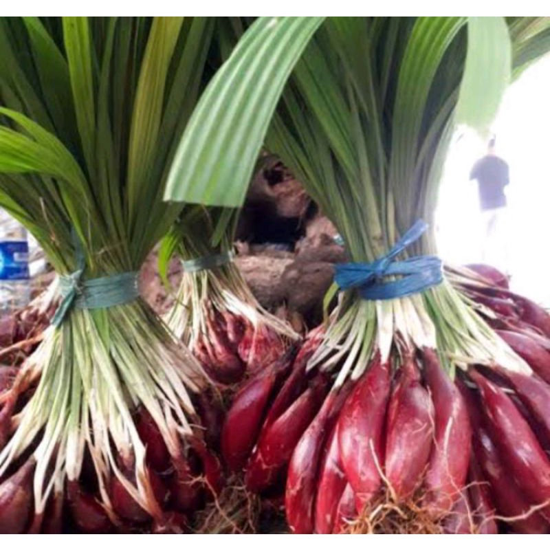 

Bawang Dayak Basah Segar 1kg