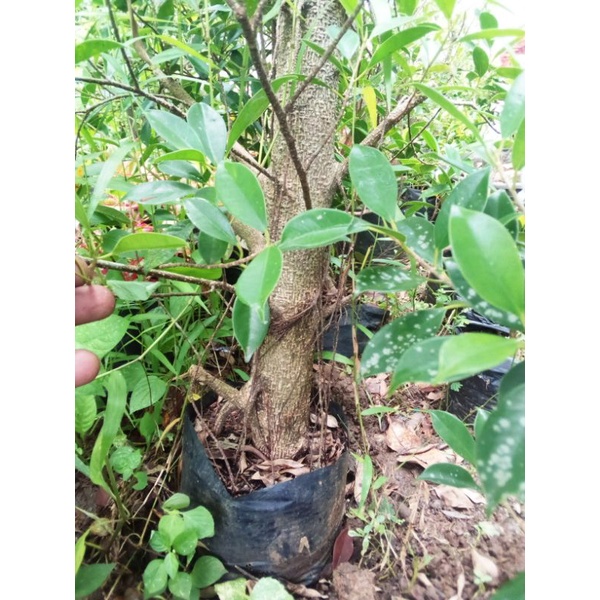 Cangkokan kimeng pergelangan tangan.