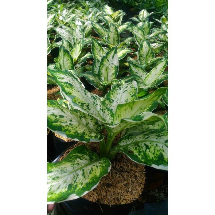 Tanaman hias Aglaonema sparkle sri rejeki TAMAN AGHLO