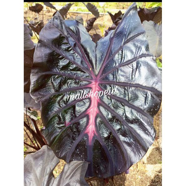 colocasia black lava size anakan