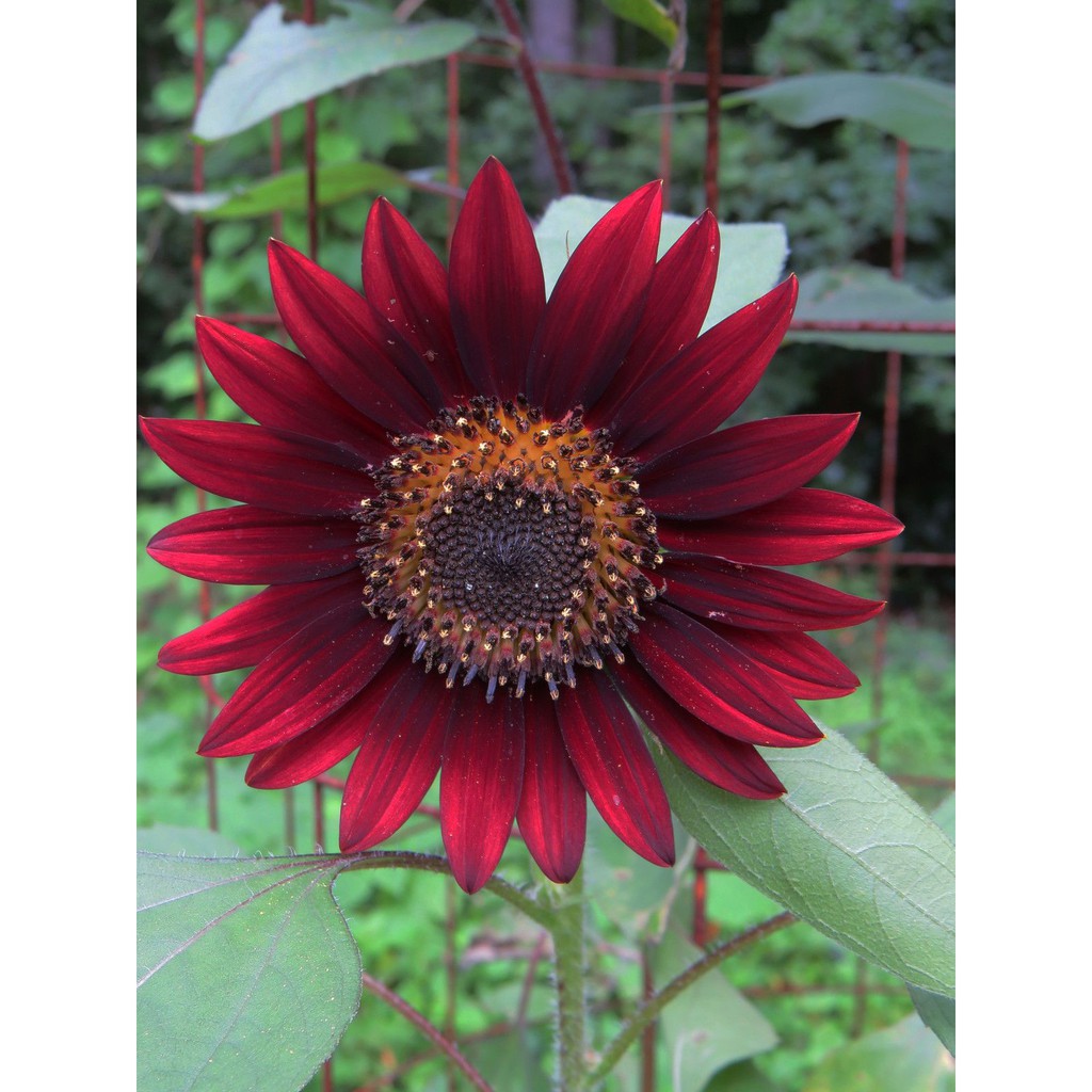 Benih Bibit Biji - Sunflower Velvet Queen Deep Red Bunga Matahari Merah Seeds - IMPORT