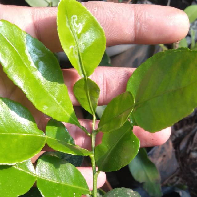 Tanaman jeruk purut, pohon jeruk purut