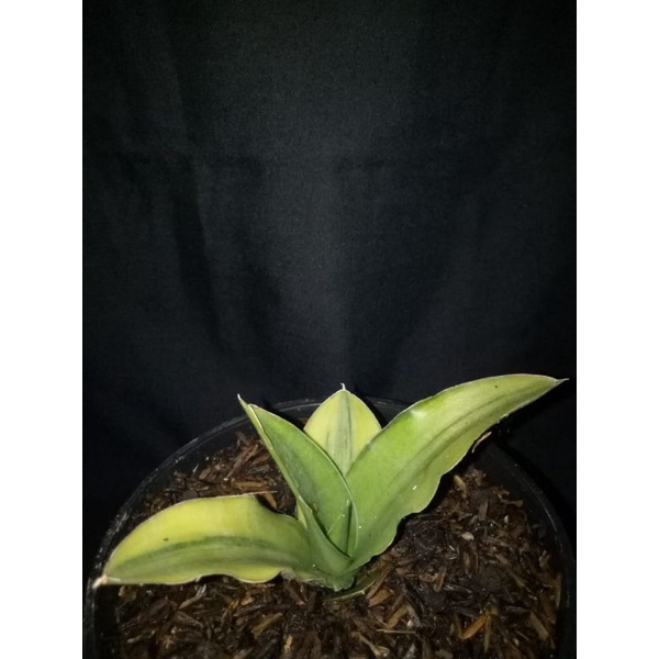 Sansivera varigata katana