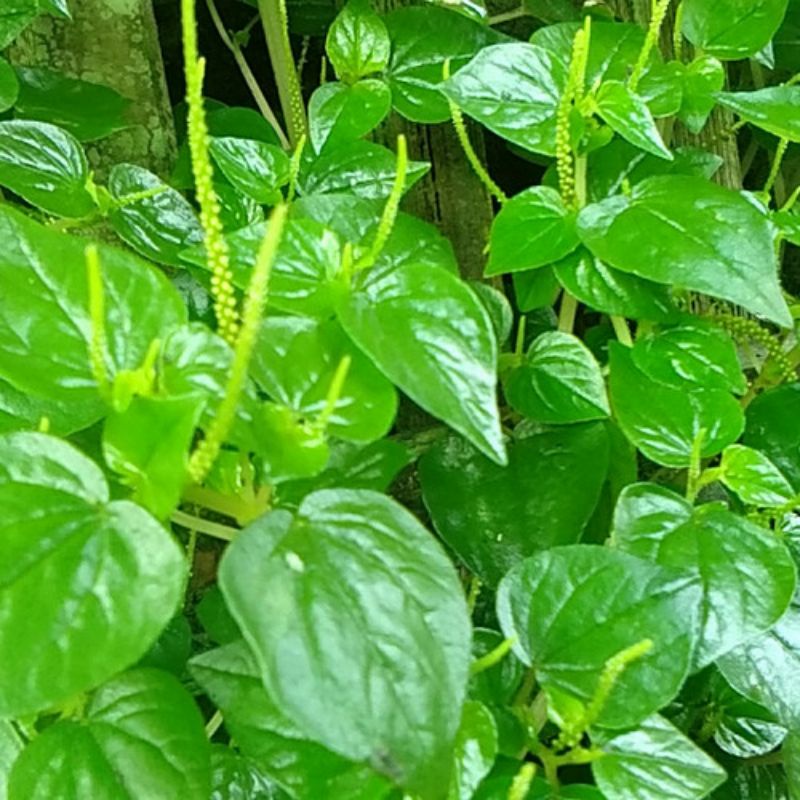 Daun Sirih Cina 1 Kg / Daun Tumpang Air / Tanaman Sirih Cina Ketumpang Air / Daun Sirih Cina Segar /