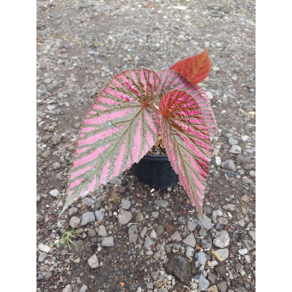 Tanaman Hias Begonia Brevirimosa/ Begonia Walet / Begonia Kaca