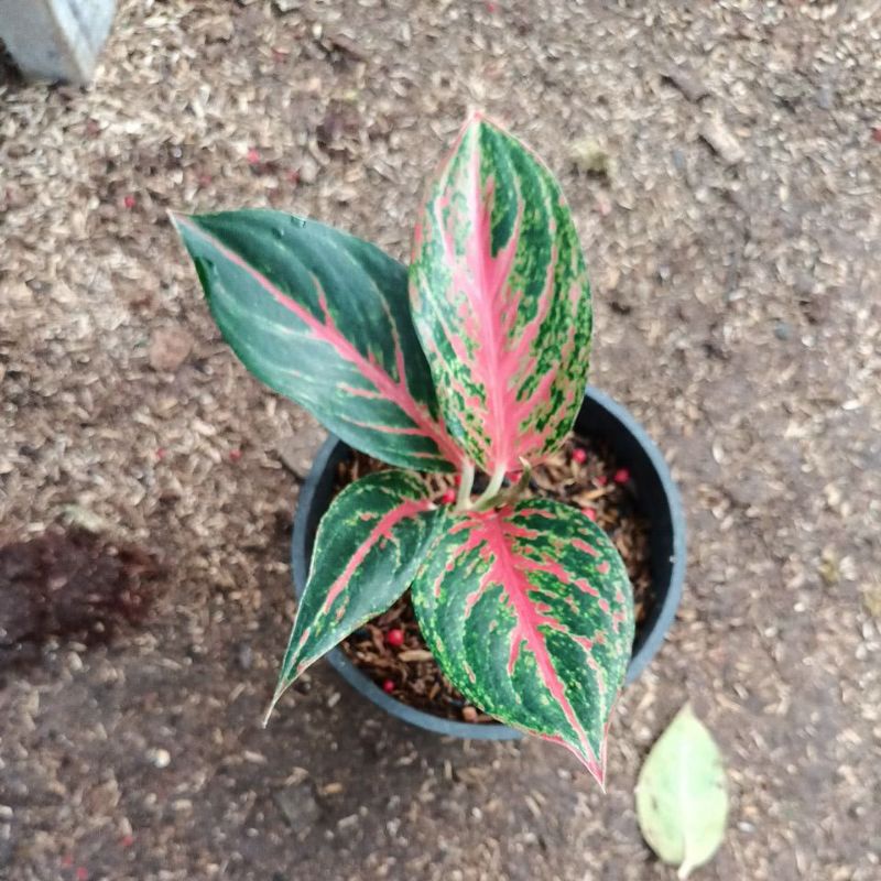 bunga aglonema baby red metalik