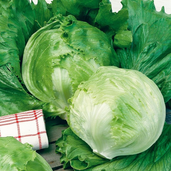 Benih Bibit Biji - Lettuce Saladin Selada Green Iceberg Seeds - IMPORT