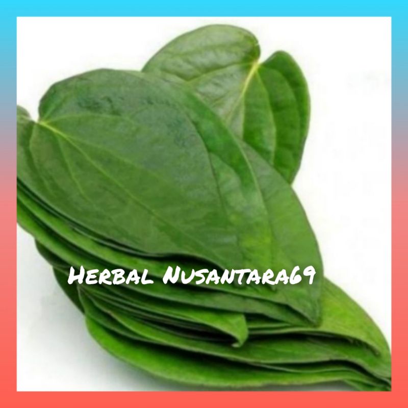 

Daun sirih fres 500gr