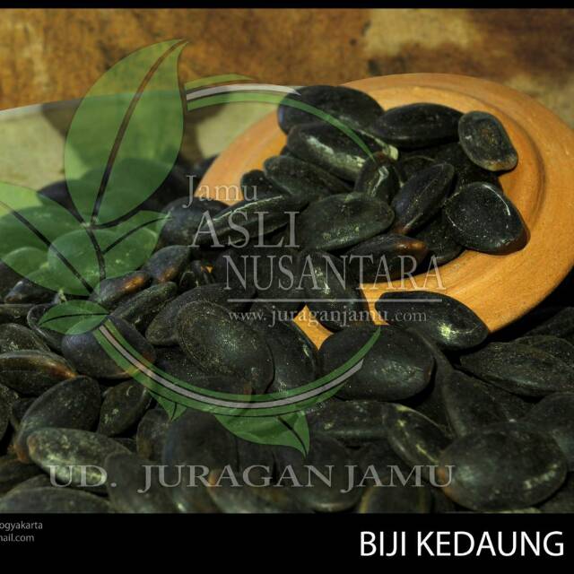 

Biji Kedaung Kedawung dawung Utuh asli