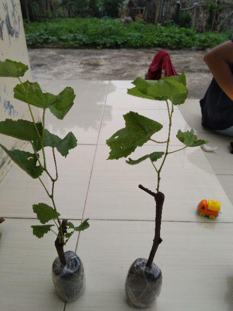 Tanaman Anggur Merah