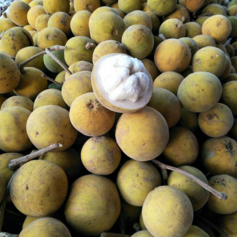 

Buah Kecapi Segar 1KG