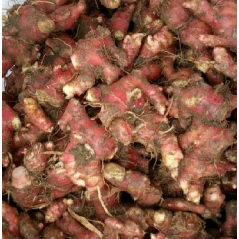 JAHE MERAH 1KG/JAHE MERAH MEDAN/JAHE MERAH SEGAR