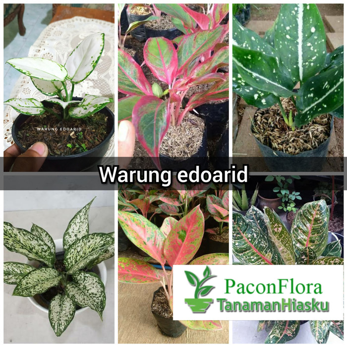 Paket 6 aglonema - paket aglaonema