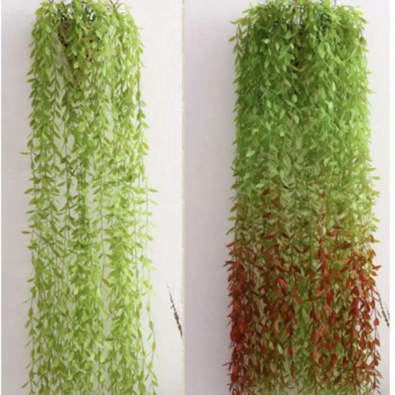 Daun Juntai Lee Kwan Yew / Daun Rambat Gantung/ daun plastik