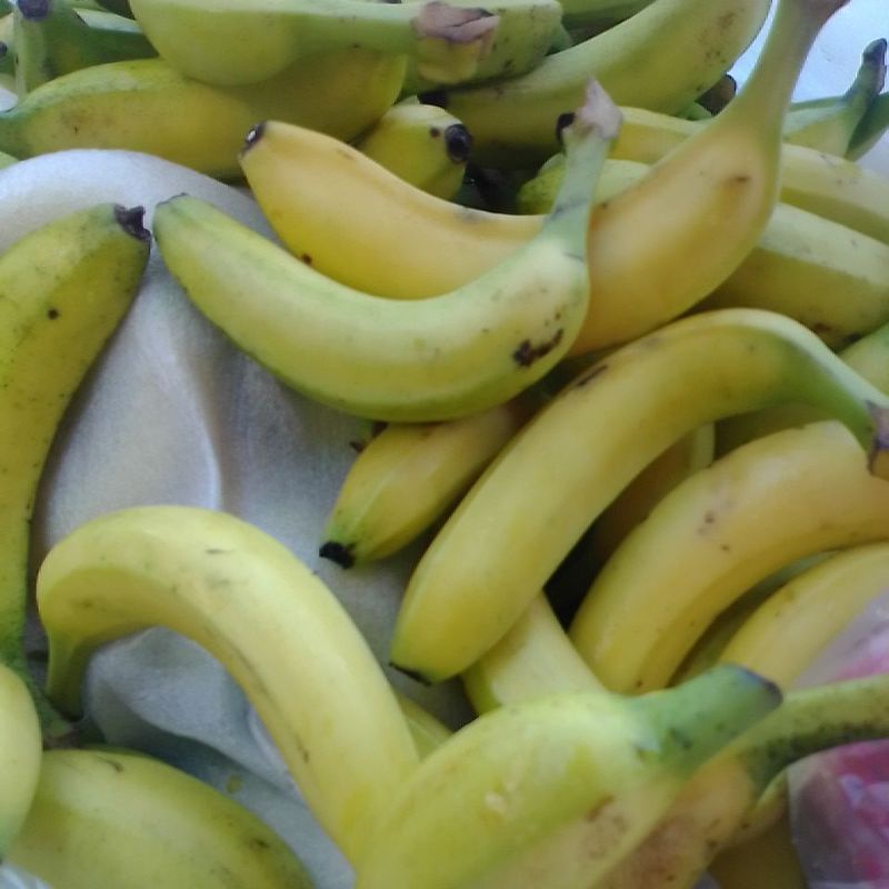 

pisang Sunpride