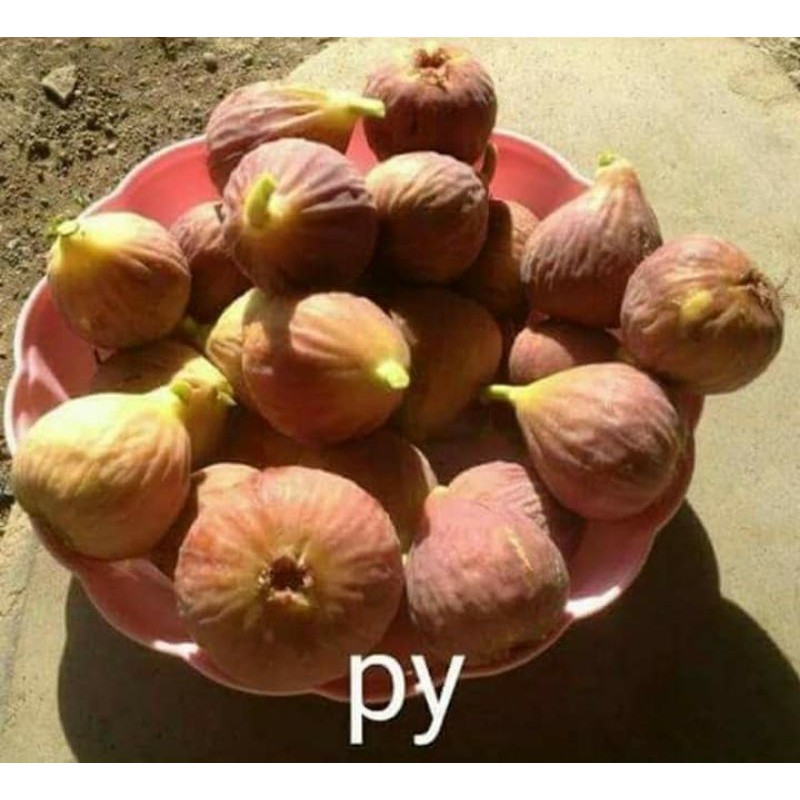 fc buah tin purple yordan