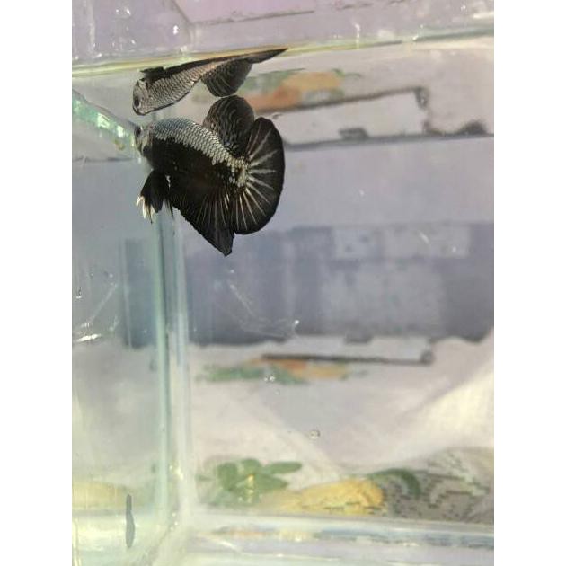 Terbaru Ikan Cupang Hias Black Samurai Size S+ (Jantan)