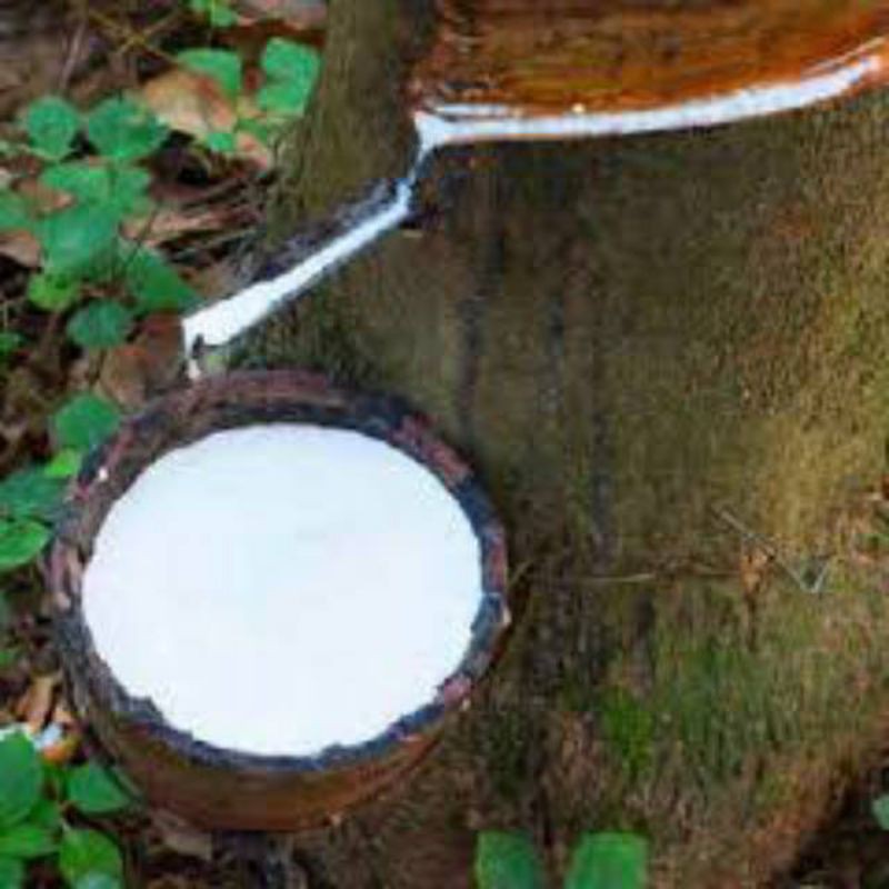 Jual Getah Karet Beku alami tanpa campuran 1 kg murah | Shopee Indonesia