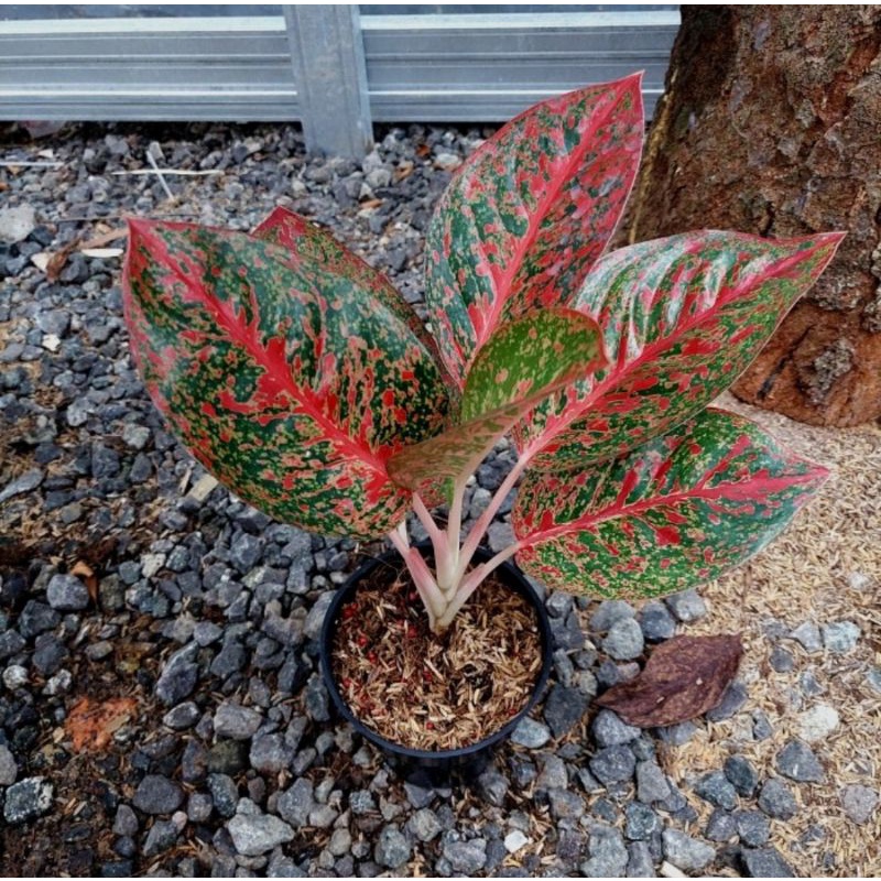 Aglonema red stardust super jumbo