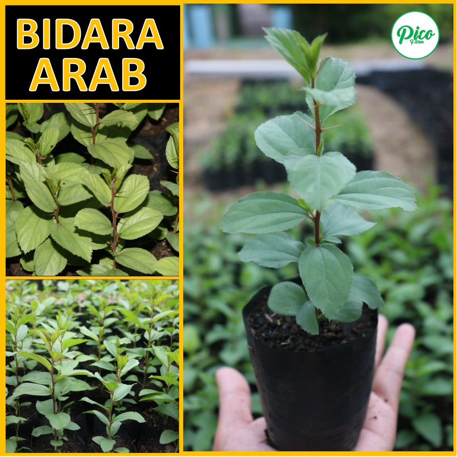 Bibit Bidara Arab Pohon Bidara Arab Asli