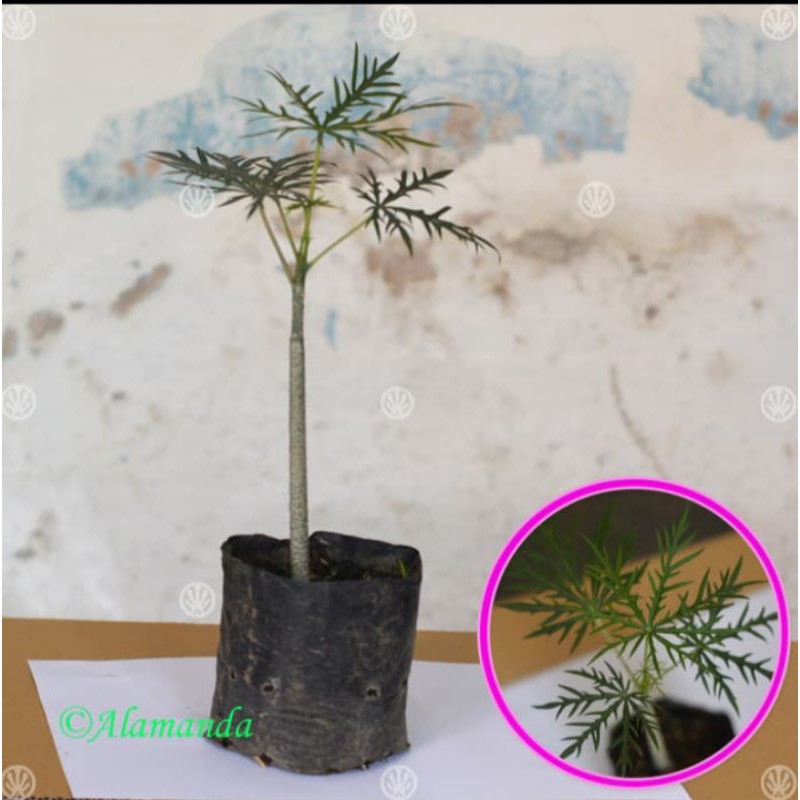 bibit tanaman jarak tintir(yodium)