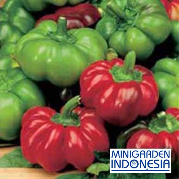 Benih paprika mawar PEPPER SWEET TOPEPO ROSSO 2 BIJI bibit sayur cabai cabe import f1 fothergills