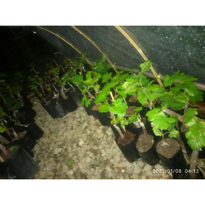 bibit anggur import berkualitas tinggi