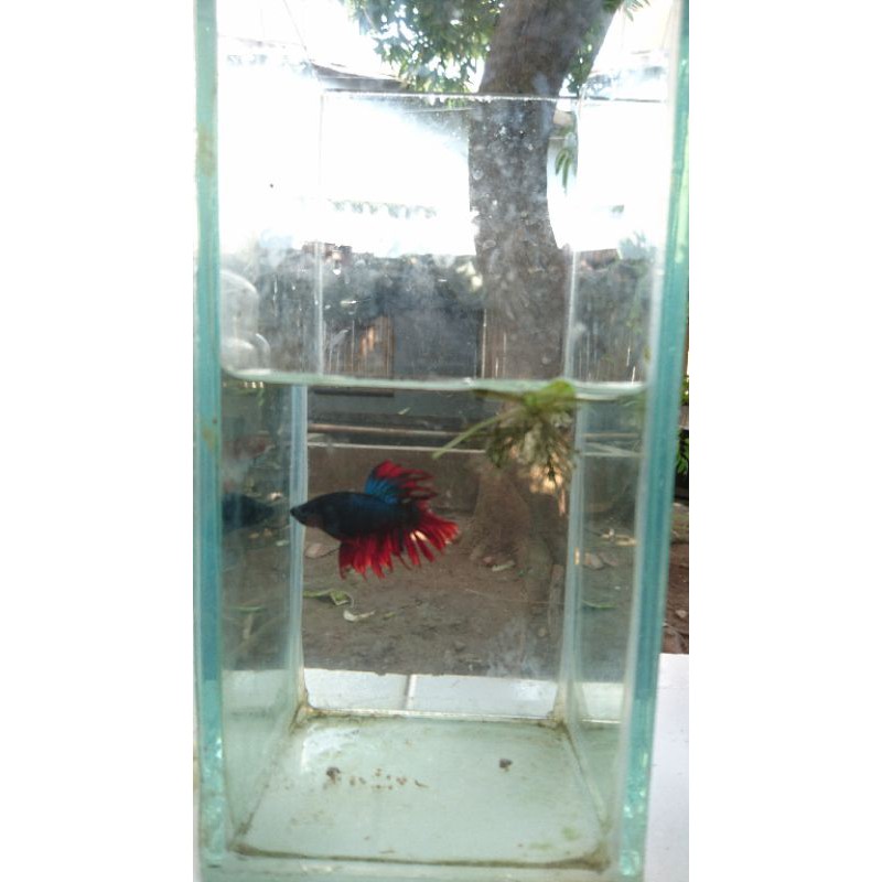 

Ikan Cupang (Betta Fish) Jantan