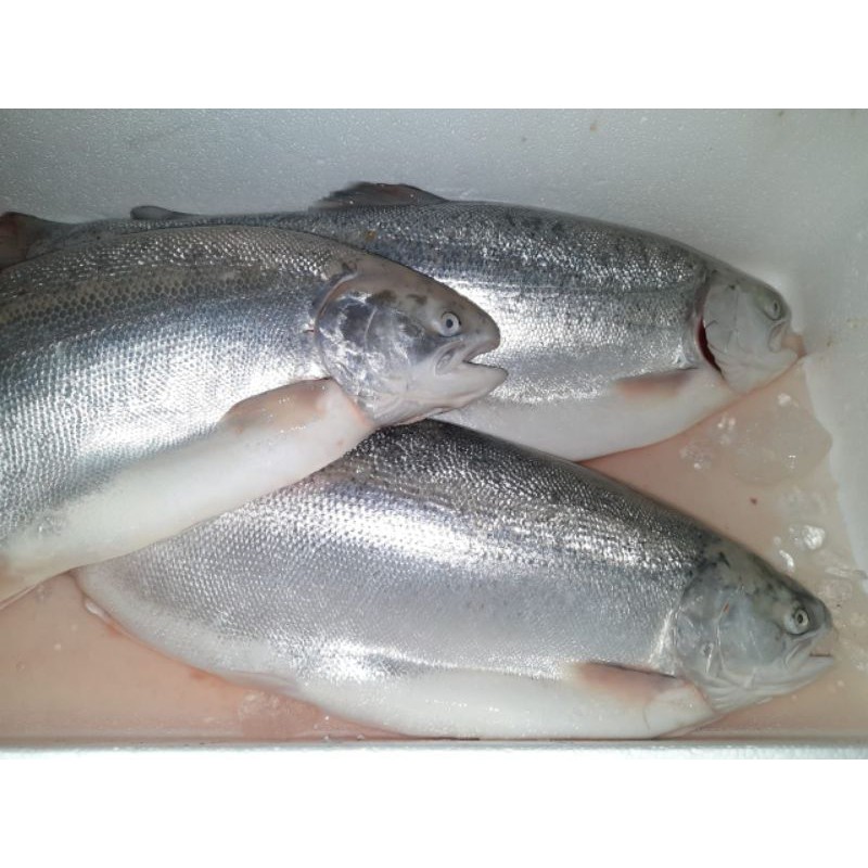 

salmon trout fres perekor