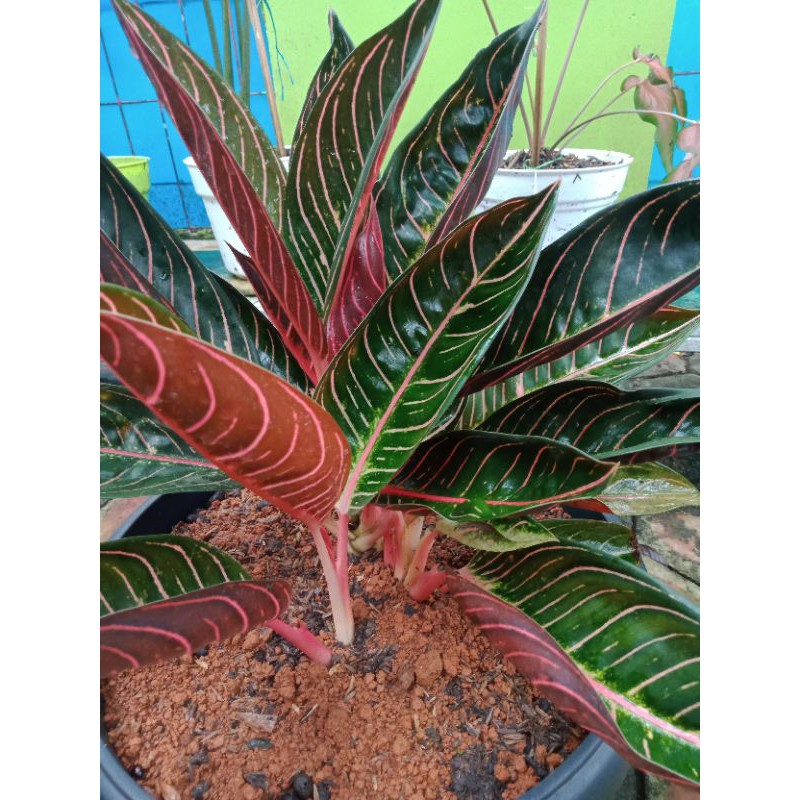 AGLAONEMA RED SUMATERA