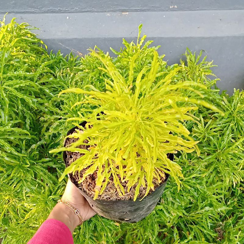 tanaman hias/tanaman out dor brokoli kuning