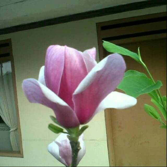 Tanaman hias cempaka ungu