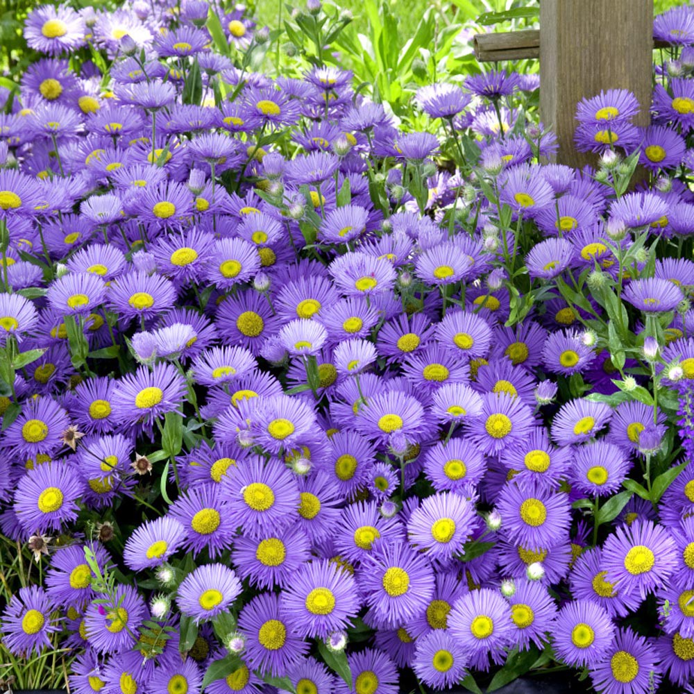 Biji Benih Bibit Bunga Aster Purple Prairie Tanacetifolia - Aster Prairi 50 Biji