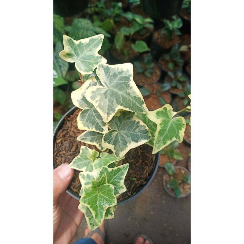 TANAMAN HIAS GANTUNGAN HAPPY VARIGATA/ENGLISH IVY VARIGATA
