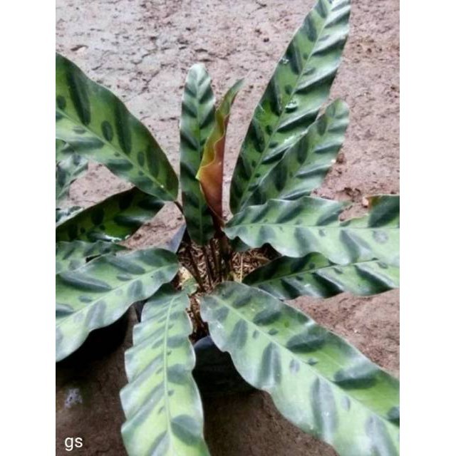 Tanaman hias Tanaman hias calathea lancifolia meranti bulu ayam calatea