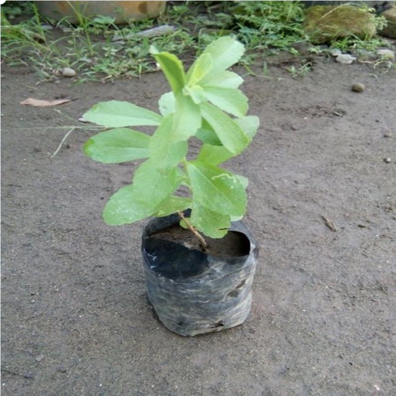 Jual Bibit Tanaman Pohon Stevia - Tanaman Herbal - Pemanis Alami ...