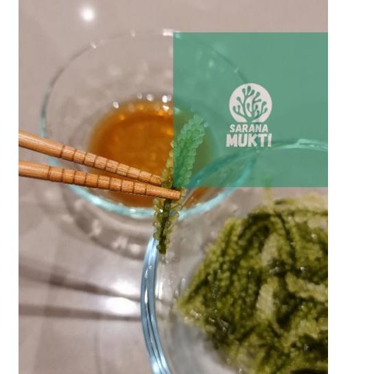 

[KODE PRODUK BTFCZ9197] Anggur laut/ Green Caviar/ Latoh/ Lawi lawi/ Sea Grapes (Caulerpa Sp.)