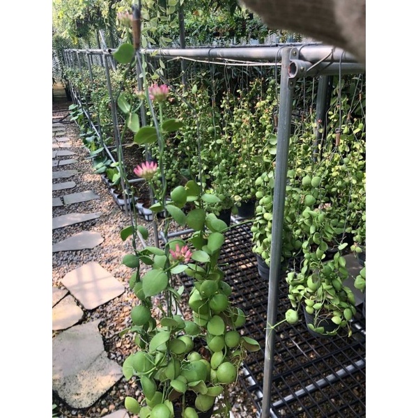 tanaman hias dischidia platyphylla